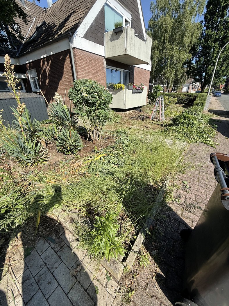 Außenanlage Münster vor der Pflege – stark überwuchertes Vorgartenbeet mit wildem Unkraut, ungeschnittenen Sträuchern und verschmutzten Pflasterfugen