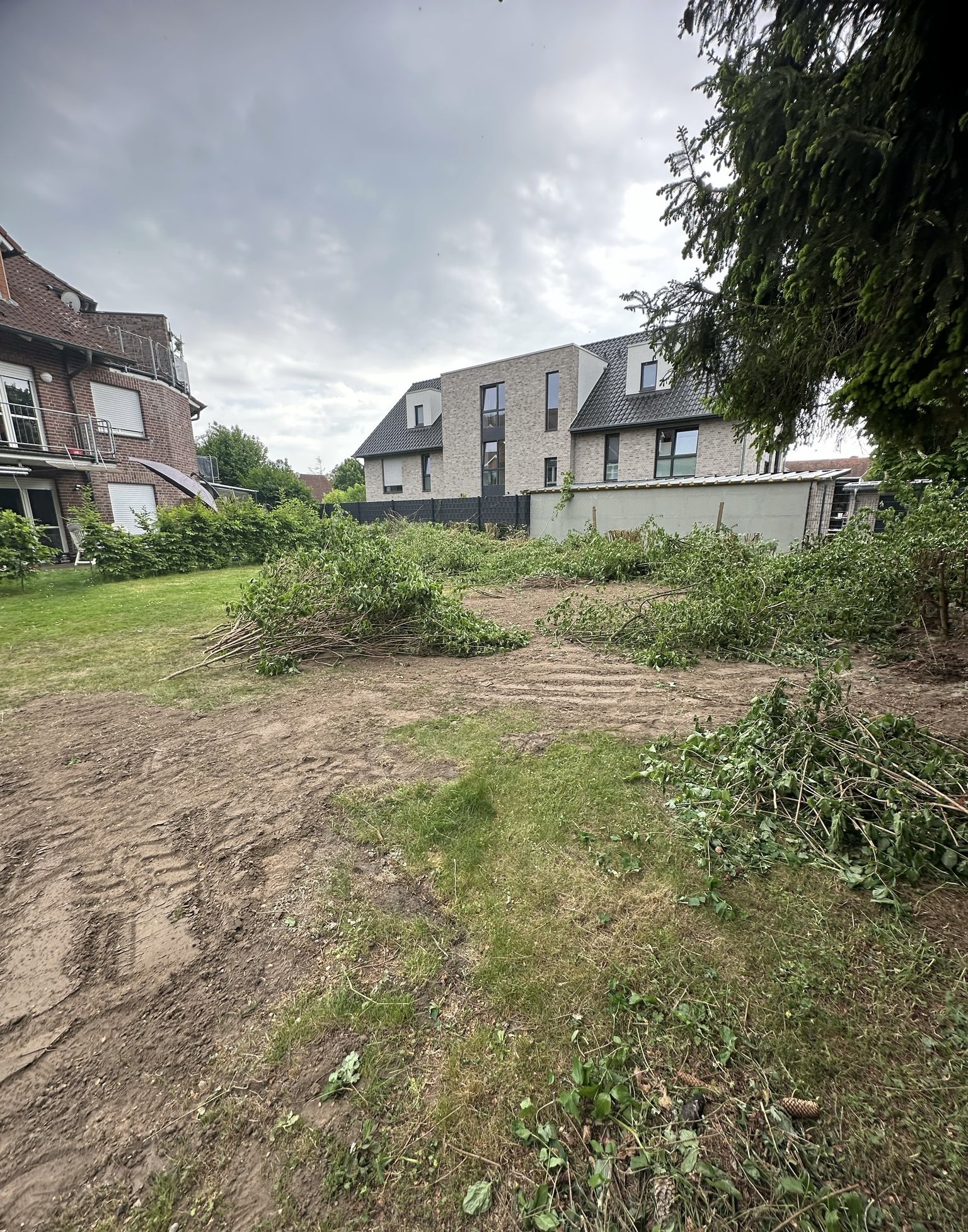 Gartenumgestaltung Ostbevern – Zustand nach der Rodung: freigeräumte Fläche mit abgeschnittenem Astwerk